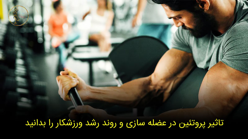 تاثیر پروتئین در عضله سازی و روند رشد ورزشکار را بدانید!